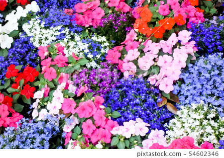 五顏六色開花在花床上的美麗的花 五顏六色開花在花床上的美麗的花 54602346