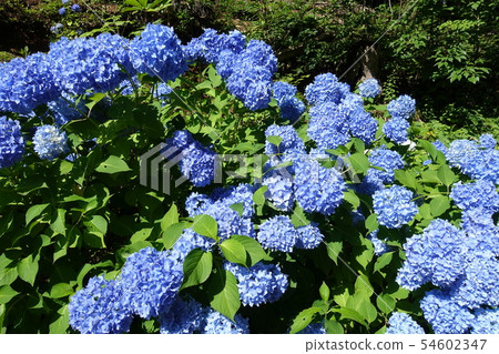 盛開的繡球花藍色 54602347