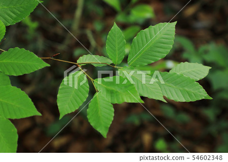 福島縣亞米鎮雨季的山毛櫸葉子 54602348