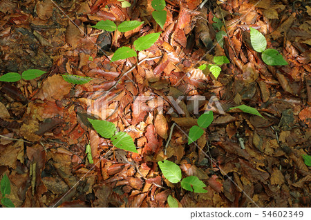 森林床山毛櫸新芽Tadami cho福島縣 54602349