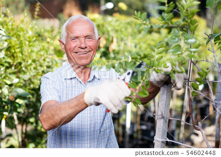 Senior man trimming trees 54602448