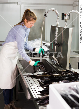 Workwoman preparing for sale sturgeon 54603292