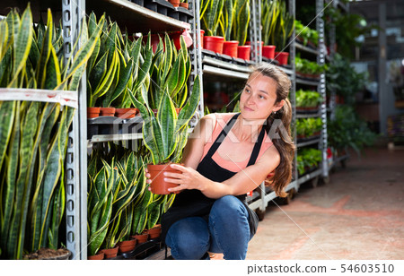 Young female gardener showing plant of Sansevieria Laurenti in pots Young female gardener showing plant of Sansevieria Laurenti in pots 54603510