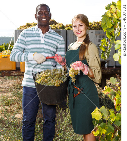 Workers harvesting grapes at vineyard 54607531