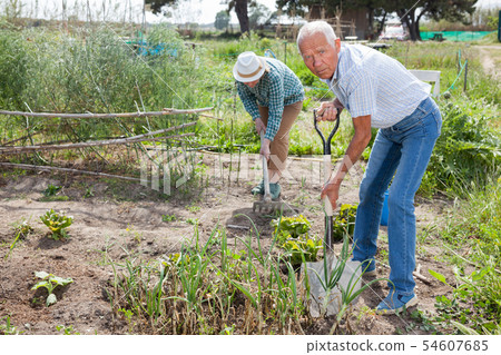 Elderly couple working in the garden at the farm 54607685