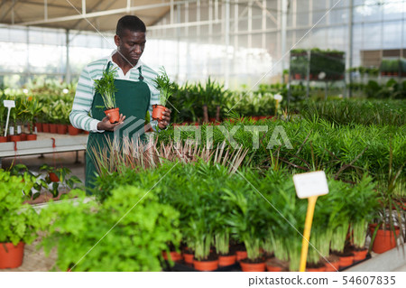 Florist cultivating potted Chamaedorea elegans Florist cultivating potted Chamaedorea elegans 54607835