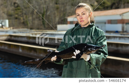 Female owner of sturgeon farm showing fish 54608174