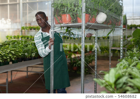 Florist arranging plants in pots on metal rack Florist arranging plants in pots on metal rack 54608682
