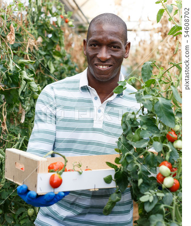 Satisfied farmer harvesting tomatoes Satisfied farmer harvesting tomatoes 54608702