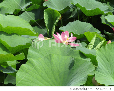 Pink flower of Ogajas at Chiba Park 54608823