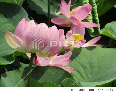 Ogajas桃紅色花在千葉公園的 Ogajas桃紅色花在千葉公園的 54608835
