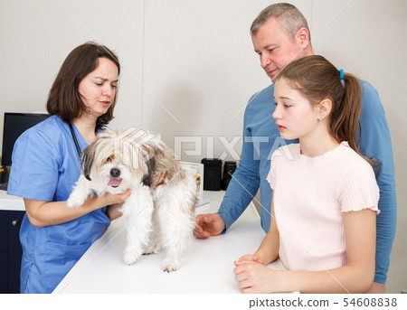 Female veterinarian examining puppy in clinic Female veterinarian examining puppy in clinic 54608838