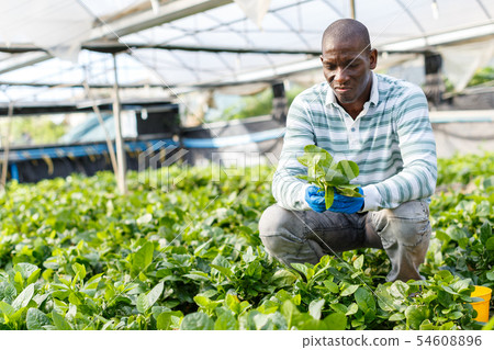Farmer cultivating Malabar spinach Farmer cultivating Malabar spinach 54608896