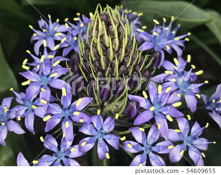 秘魯刺參 54609655