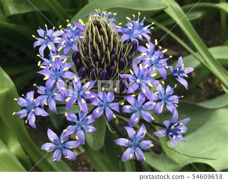 秘魯刺參 54609658