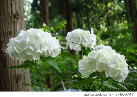 pure white hydrangea 54609747