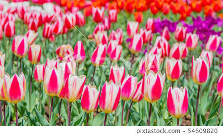 Tulip 16: 9 54609820