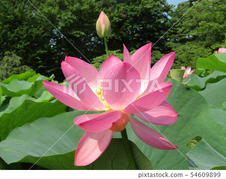 Pink flower of Ogajas at Chiba Park 54609899