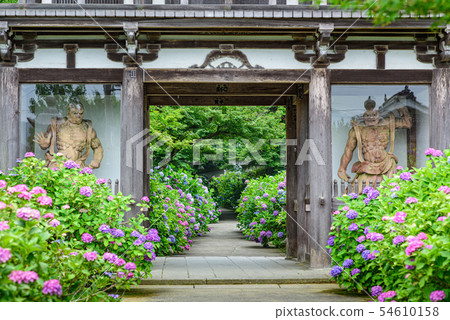 [京都府]加農寺尼蒙繡球 54610158