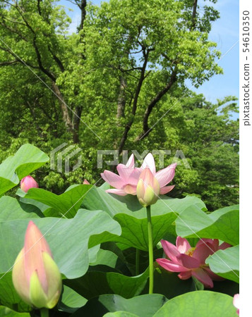 Ogajas桃紅色花在千葉公園的 Ogajas桃紅色花在千葉公園的 54610350