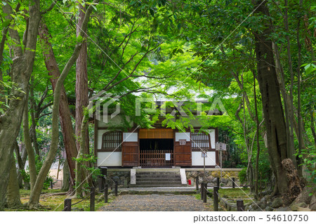 京都Jizoin（竹野寺）的新鮮綠色 54610750