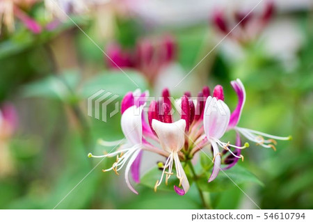 金銀花 54610794