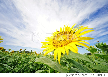 sunflower	 54610961