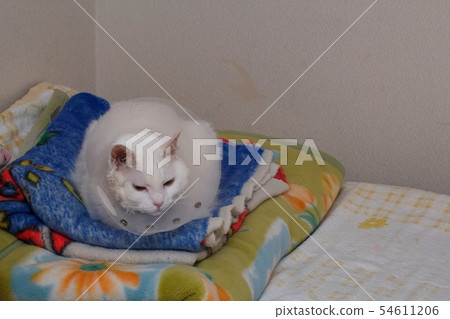 Old cat Old cat 54611206