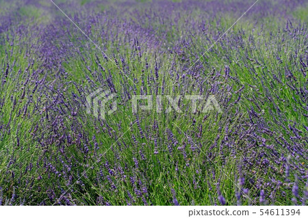 Lavender field Lavender field 54611394