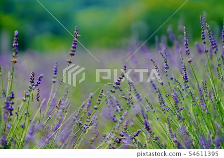 Lavender field 54611395