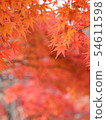 Autumn leaves of Kyoto Nizonin 54611598