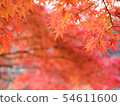 Autumn leaves of Kyoto Nizonin 54611600