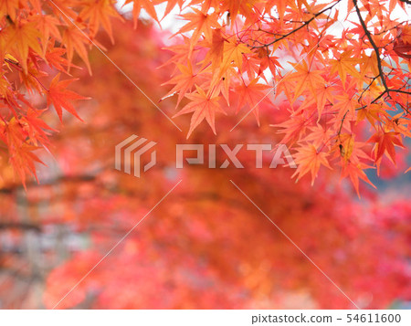 京都Nizonin秋葉 54611600