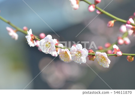 plum	 54611870