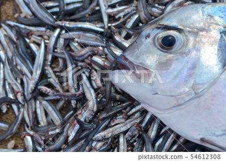 Face seen from Fish of the side Face seen from Fish of the side 54612308