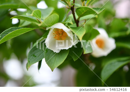 Summer camellia 54612416