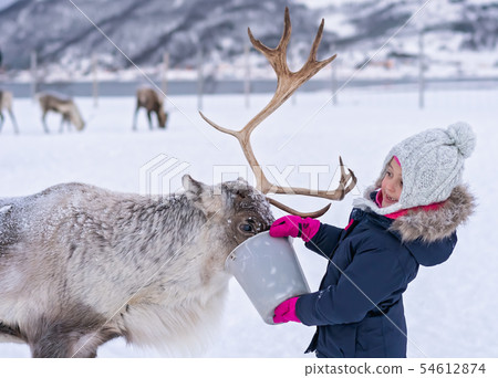 Little girl feeding reindeer in winter 54612874