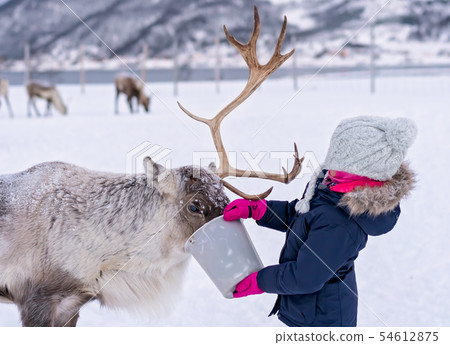 Little girl feeding reindeer in winter 54612875