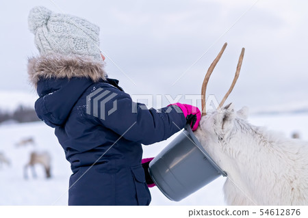 Little girl feeding reindeer in winter Little girl feeding reindeer in winter 54612876