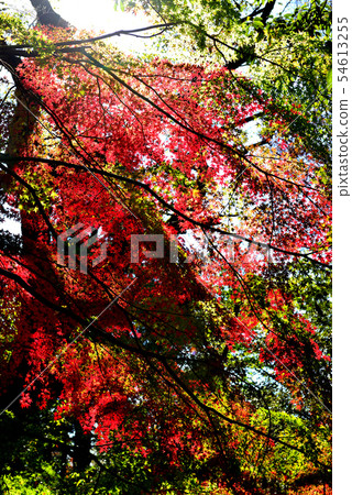 Colorful leaves of Shindai Temple 54613255