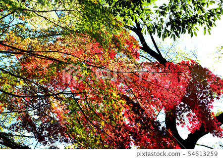 Colorful leaves of Shindai Temple 54613259