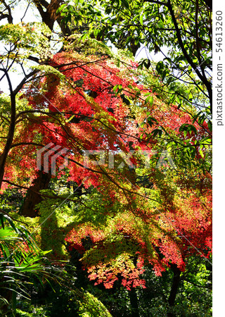 Shindai寺廟五顏六色的葉子 54613260