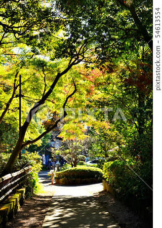 Colorful leaves of Shindai Temple Colorful leaves of Shindai Temple 54613554
