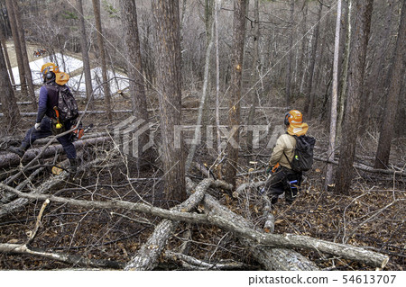 Thinning Thinning 54613707