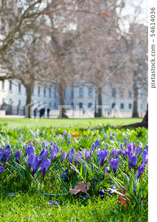 Crocus on green grass Crocus on green grass 54614036