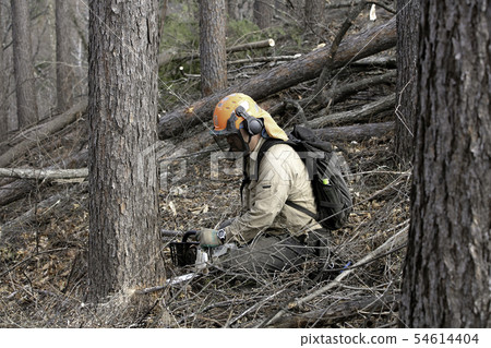 Logging Logging 54614404