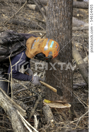 Logging Logging 54614405