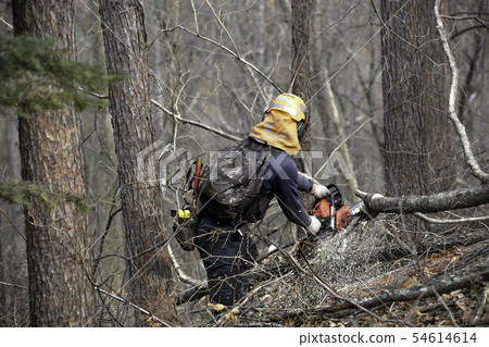 Thinning Thinning 54614614