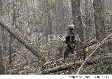 Thinning Thinning 54614615