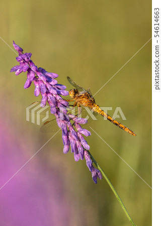 Keeled skimmer (Orthetrum coerulescens) 54614663